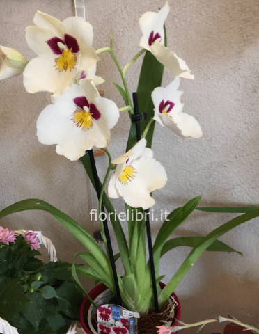 Pianta di Miltonia famiglia Phalenopsis
